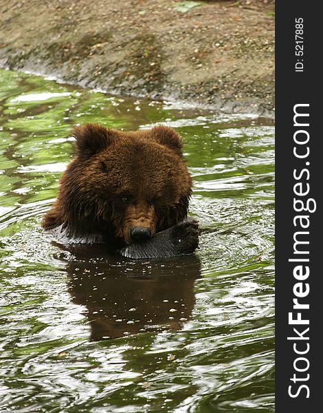 Bear is washing in a nearby river. Bear is washing in a nearby river