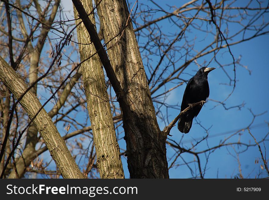 Black crow on the tree