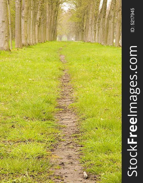 Footpath in the alley of trees with grass