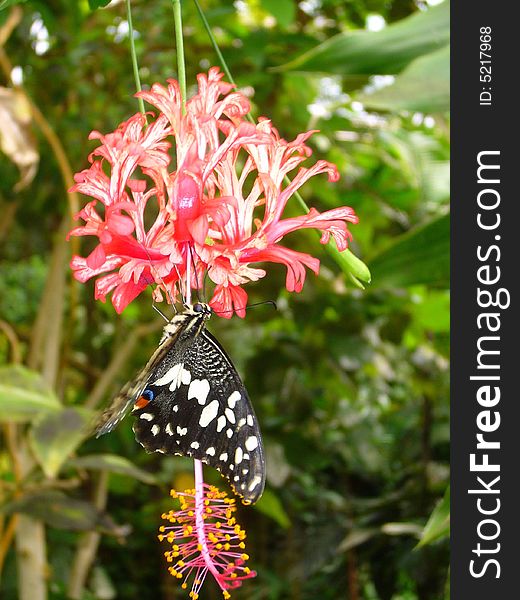 The black butterfly with red spot is sitting on the flower. The black butterfly with red spot is sitting on the flower.