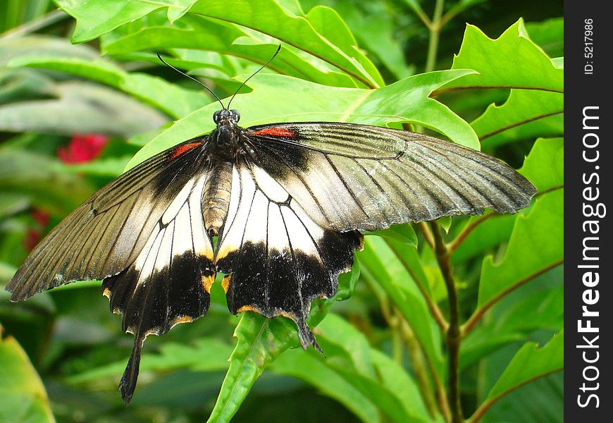 Black and white butterfly on the leaf