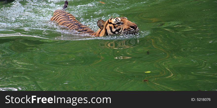 Tiger taking a swim in a hot afternoon