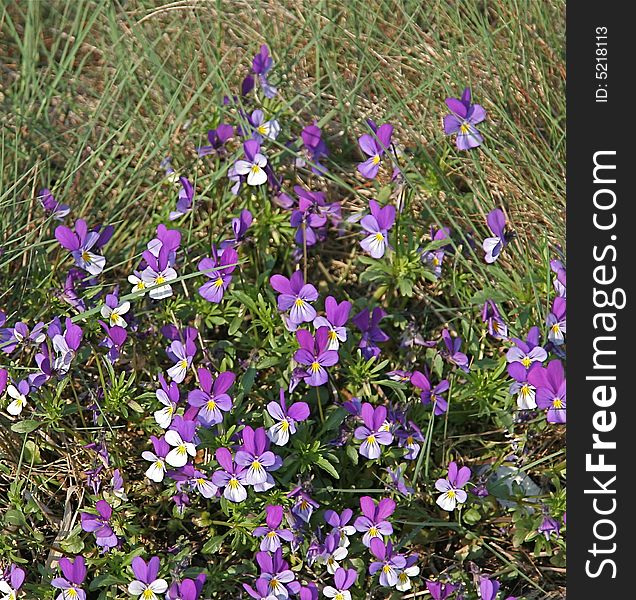 Wild flowers in grass. Viola tricolor. Wild flowers in grass. Viola tricolor