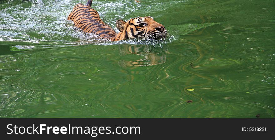 Tiger taking a swim in a hot afternoon