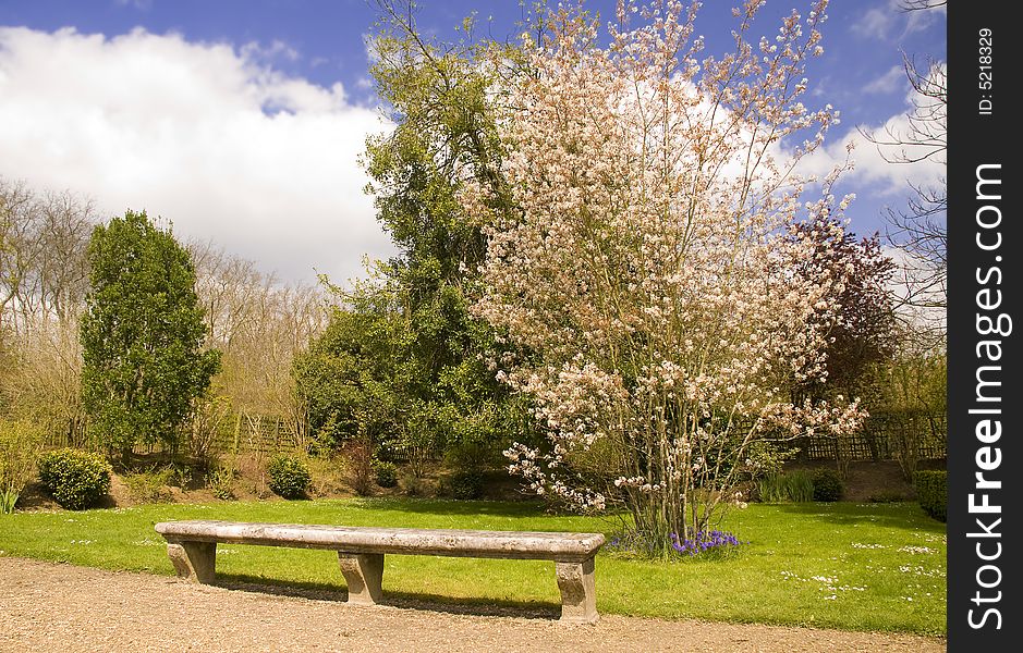 Bench Under The Tree In Blossom