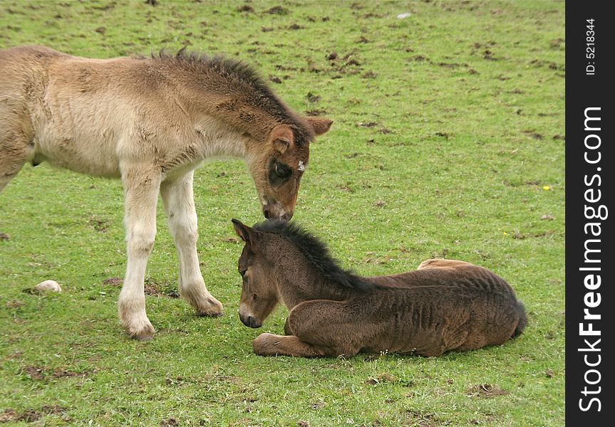 Two young horses on a grass plain