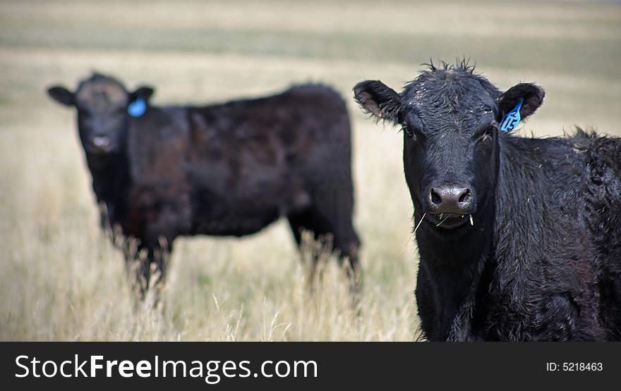 Two black angus cows in a field. Two black angus cows in a field