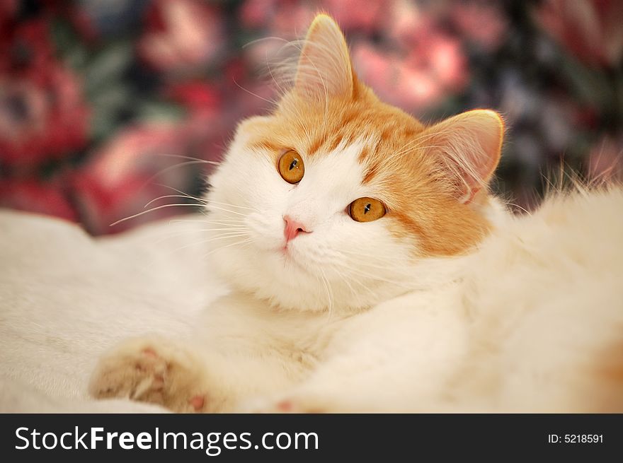 Young cat with a pink nose, laying on a couch against a flower background. Young cat with a pink nose, laying on a couch against a flower background.