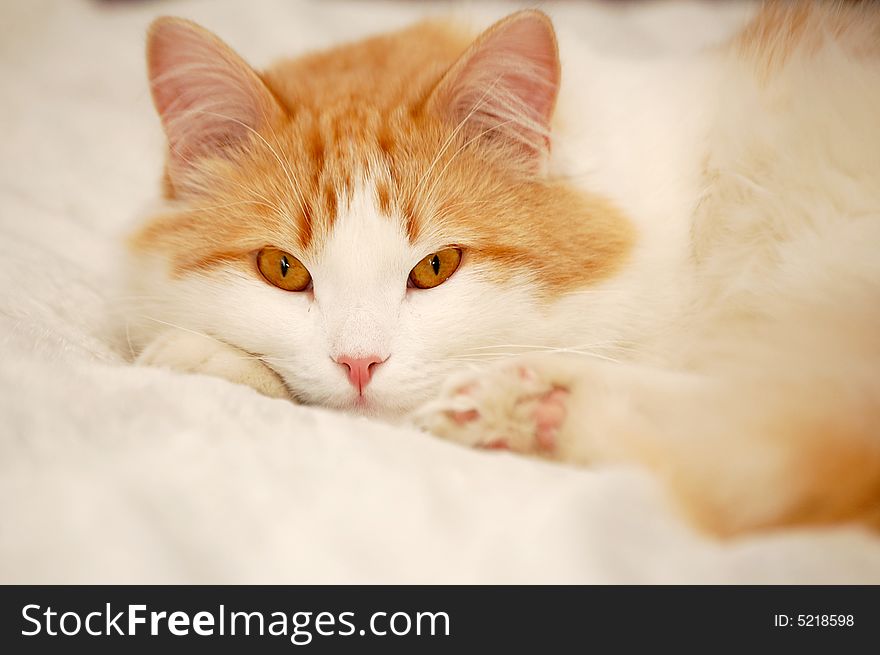 Young cat with a pink nose, laying on a couch. Young cat with a pink nose, laying on a couch.