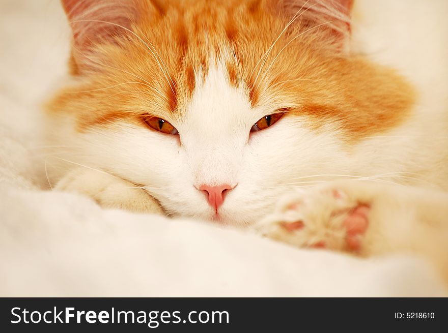 Young cat close up; with a pink nose, and with eyes slightly closed, laying on a couch. Young cat close up; with a pink nose, and with eyes slightly closed, laying on a couch.