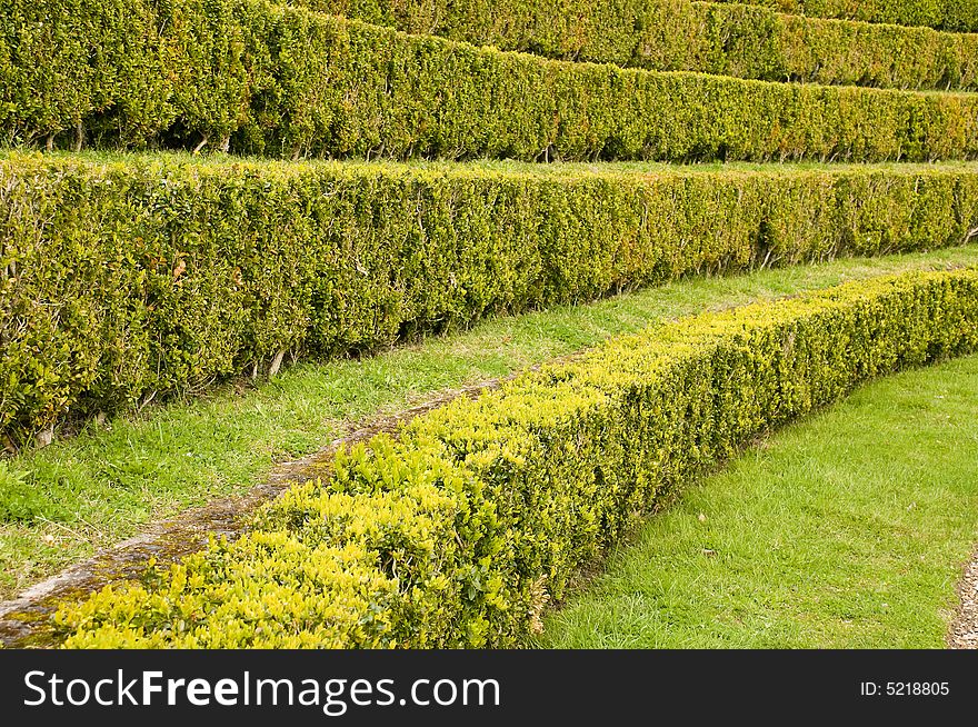 Hedgerow plant and texture background. Hedgerow plant and texture background