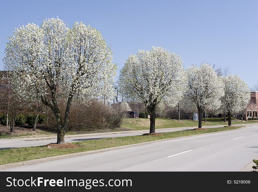 A city street lined with blooming Bradford Pear trees, in the spring. A city street lined with blooming Bradford Pear trees, in the spring.