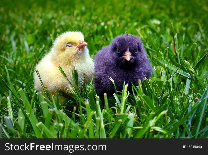 Newborn chick on green grass