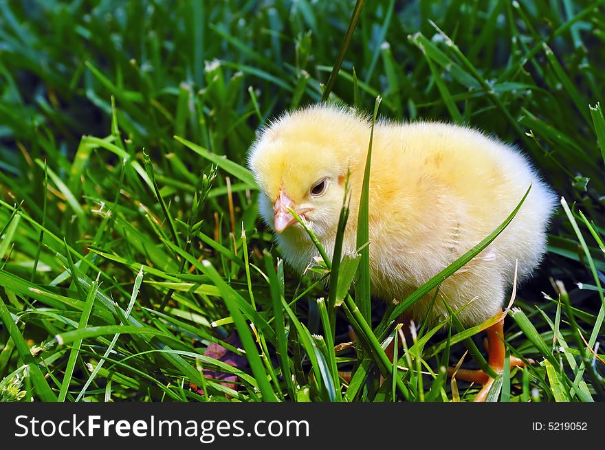 Newborn chick seek for food on green grass