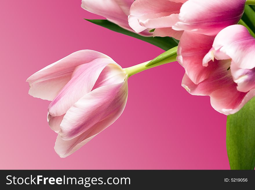 Beautiful tulips over pink background