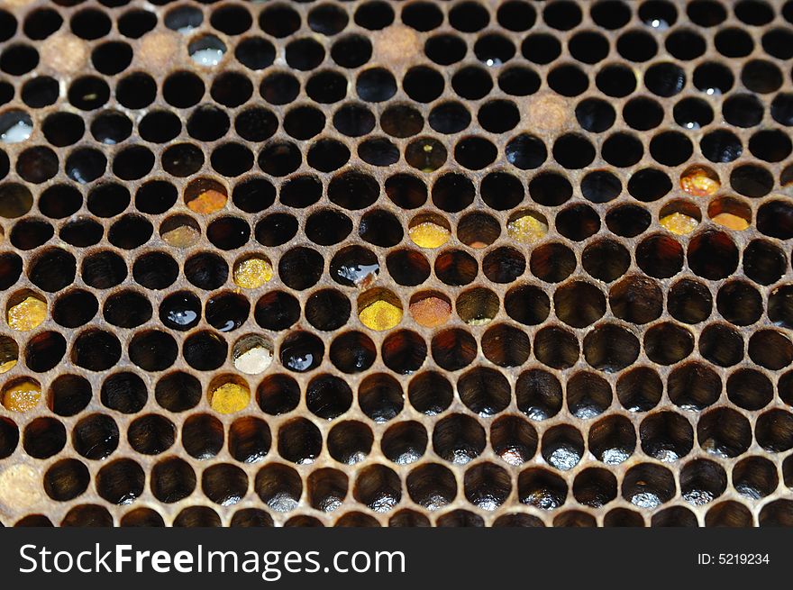 Honeycomb with honey in it