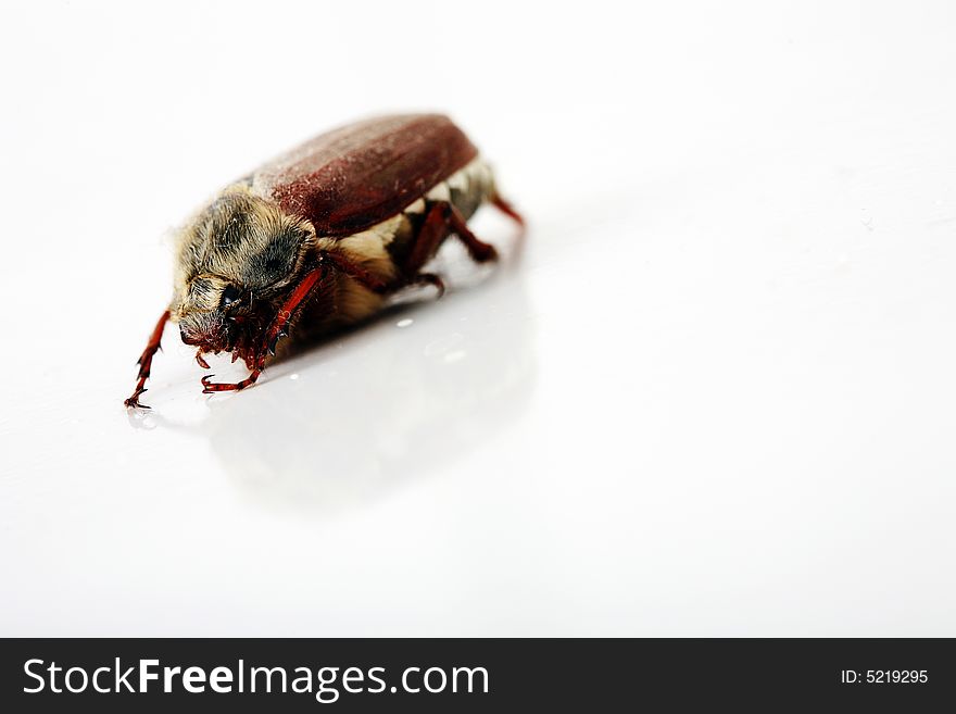 270+ Grub Free Stock Photos - StockFreeImages
