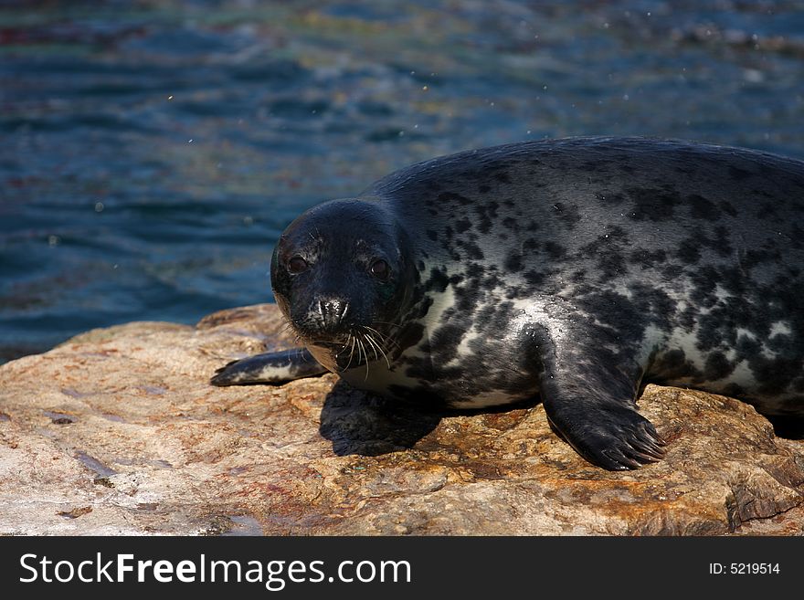 Seal on a rock watching the audience