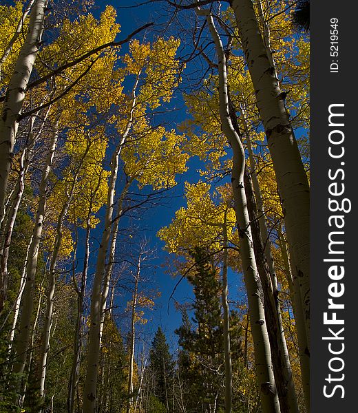 Tall aspen trees along the Mount Saint Vrain trail in the Indian Peaks Wilderness. Tall aspen trees along the Mount Saint Vrain trail in the Indian Peaks Wilderness