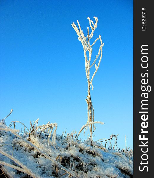 Morning frost. Rime rests upon dry herb.