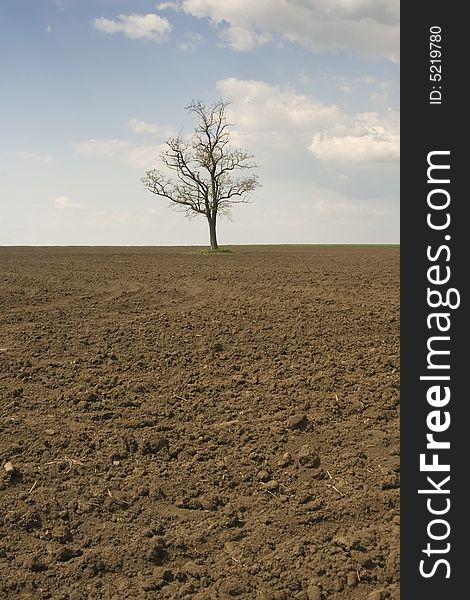 Alone tree with blue sky and field