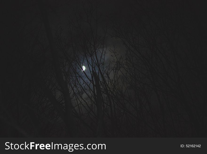 Dark forest night, on a foreground trees are visible, on back moon, it creates an ominous mood. Dark forest night, on a foreground trees are visible, on back moon, it creates an ominous mood