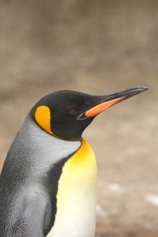 King Penguin Stock Photography