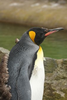Juvenile King Penguin Stock Image