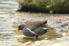 Moorhen Stock Photography