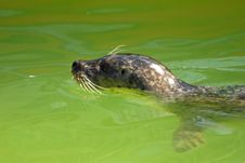 Grey Seal Stock Photos Grey Seal Stock Photos