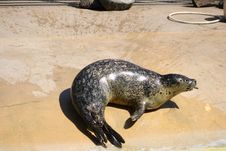 Grey Seal Stock Images Grey Seal Stock Images