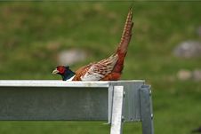 Pheasant Royalty Free Stock Image Pheasant Royalty Free Stock Image