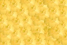 Buttercup Stock Image Buttercup Stock Image