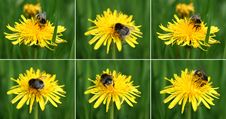 Bumblebee On The Dandelion Royalty Free Stock Photography Bumblebee On The Dandelion Royalty Free Stock Photography