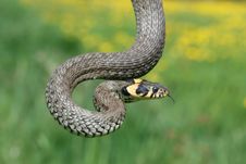 Grass-snake Stock Photo Grass-snake Stock Photo