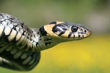Snake Portrait Stock Images Snake Portrait Stock Images