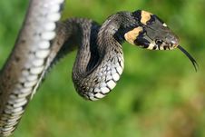 Long Snake Stock Photography Long Snake Stock Photography