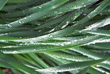 Wet Grass Royalty Free Stock Photo