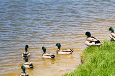 Mallard Ducks Royalty Free Stock Photos