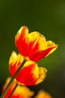 An Beautiful Orange Tulips Stock Photos