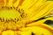 Free Macro Shot Of Sunflower Royalty Free Stock Photos - 5229238
