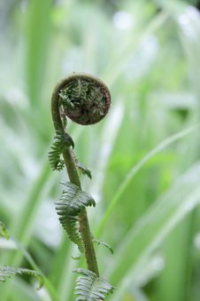 Fern Royalty Free Stock Photos Fern Royalty Free Stock Photos