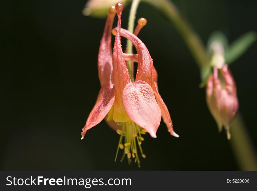 A close up of a columbine flower