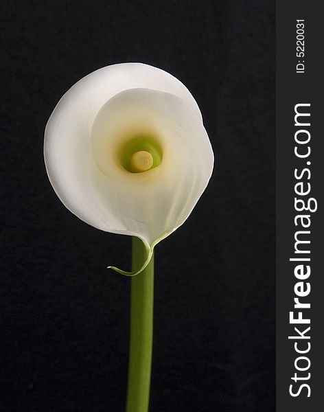 White aurum lily or calla studio shot. White aurum lily or calla studio shot