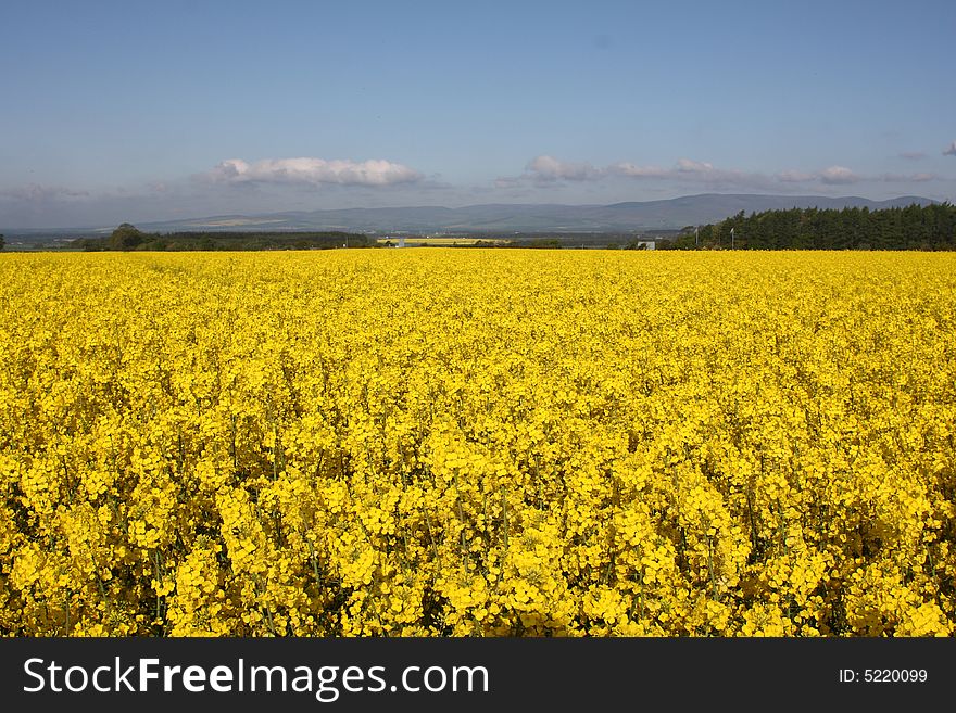 A field of yellow seed, Scotland. A field of yellow seed, Scotland