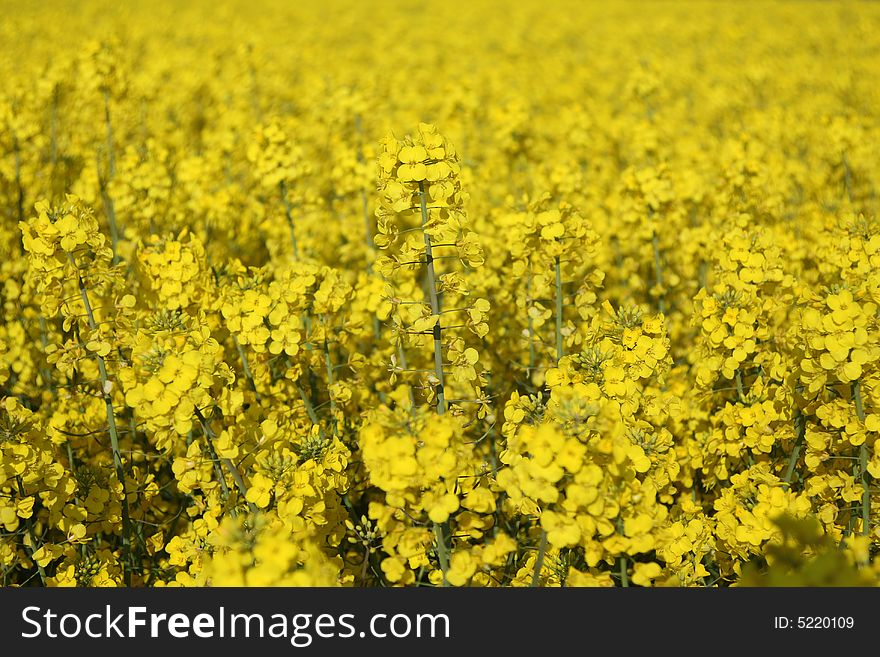 A field of yellow Rape seed, Scotland