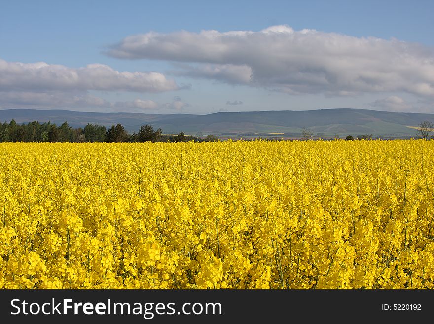 A Field Of Yellow Rape Seed