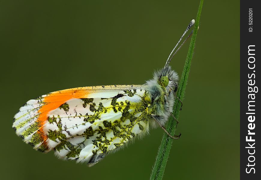 Close up of Orange Tip butterfly sitting on the grass