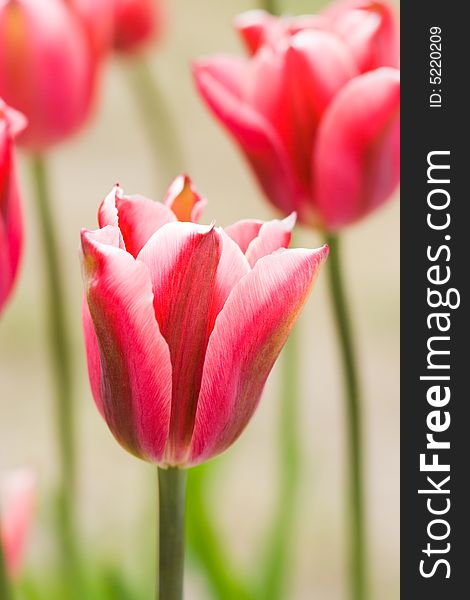 Close-up Of Pink Tulip On Field