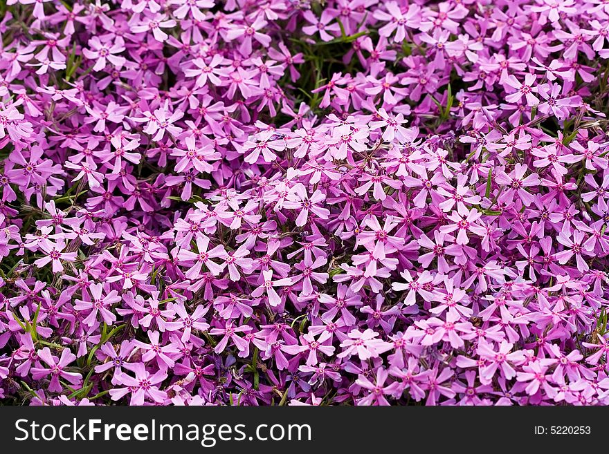 Violet flowers for decoration over background
